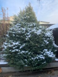 стол из столешницы: Шашылыш турдо Ёлка сатылат келишим баада породасы : Голубая ель