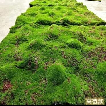 Digər bitkilər: Məhsul: Təbiətvi̇ zolaqlı yosun/mahov örtüyü – hazır plitələr Təsvir — 10