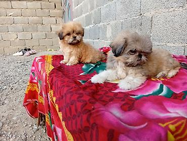 it satisi: Pekines, 2 ay, Erkək, Ödənişli çatdırılma — 5