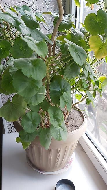 Отдам даром: Отдам даром и за символическую плату 1. 2 искусственные ёлки высота — 10