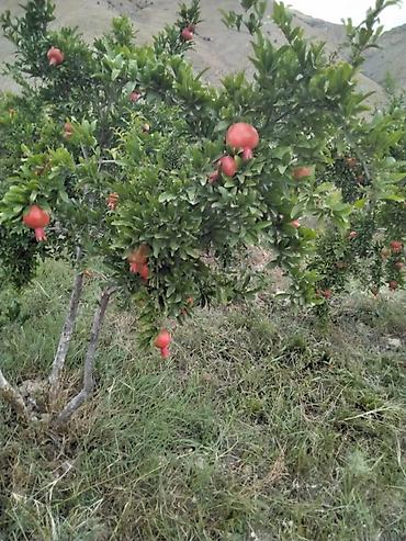 xaçmaz rayonu: 100 sot, Kənd təsərrüfatı, Mülkiyyətçi, Kupça (Çıxarış) — 2