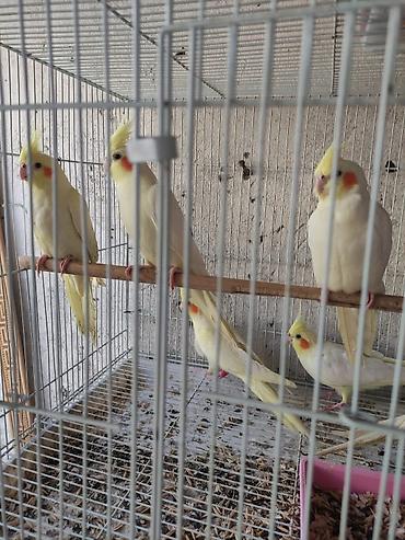 Tutuquşları: Ayaqlari üzüklü Əl quşlari ağlar45-50 Azn Bozlar 35 Azn vitaminli — 3