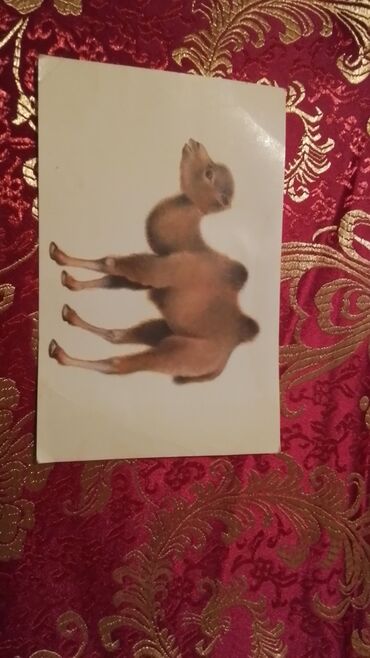 Açıqcalar: DON KIXOT ! Kolleksiyadan satilir — 10