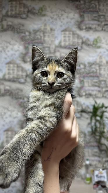 кошка золотая шиншила: Котёнок, окраска бело-рыжая (пятнистый), короткошёрстный. Большие — 8