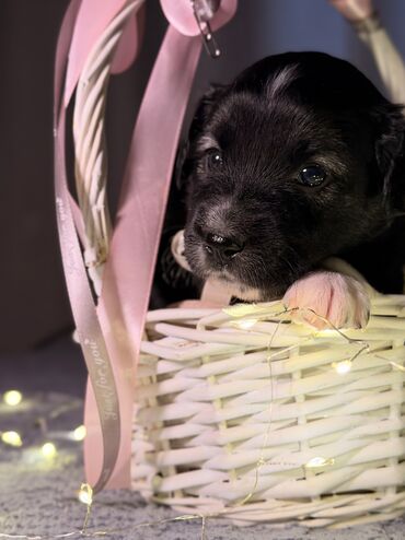 Продажа собак: 🎁 Ищете идеальный подарок к Новому году? Маленький хвостик, который — 11