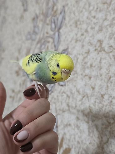 сколько стоят попугайчики: Qəfəslə birlikdə hazır cüt volnistiy satılır . dişi quş ələ — 10