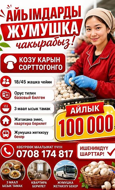 Талап кылынат Түшүм терүүчү, Төлөм: Ай сайын, Тамактануу lalafo.kg да Талап кылынат Түшүм терүүчү, Төлөм: Ай сайын, Тамактануу