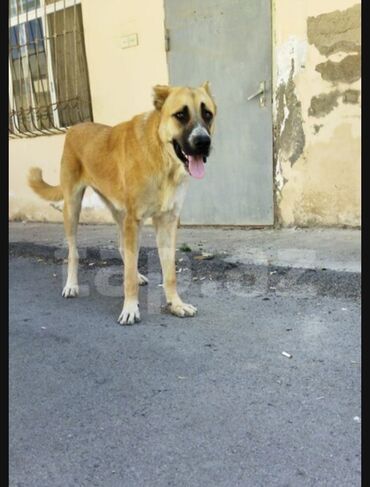 pitbull satışı: Qurdbasar, 6 ay, Dişi