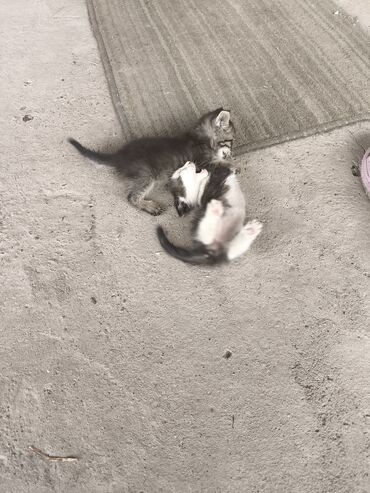 кошка маленкий: Отдам добрые руки бесплатно котенка.2,5 месяц