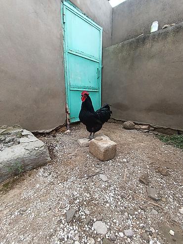 damaz: Qara rəngli xoruz 2024 2025 ci il cempion heyvaninin balasidi duz 8 — 1