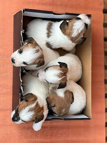 beba rotvajler: Oštrodlaki Džek Rasel terijer (Jack Russell Terrier) štenci — 8