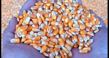 дом для котов: Продаю кукурузу жугору мешкованая с погрузкой только звонить