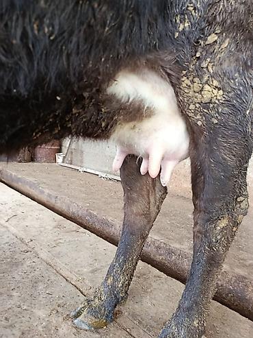 Коровы, быки: Продаю | Корова (самка) | Для молока | После отела — 4