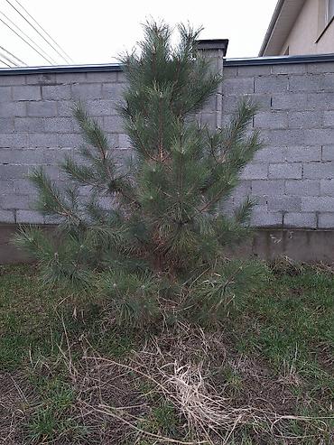 Сосна: Сосна обыкновенная и ель колючая (голубая) — саженцы для озеленения — 1