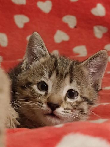 Отдам даром кошку: Котята девочки мальчики 1,5 месяца (серые мальчики, чёрно-белым — 19