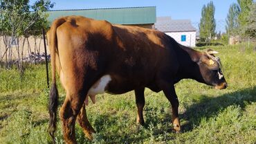 животные корова: Продаю | Корова (самка) | Полукровка, Алатауская, Айрширская | Для разведения, Для молока | Осеменитель, Искусственник