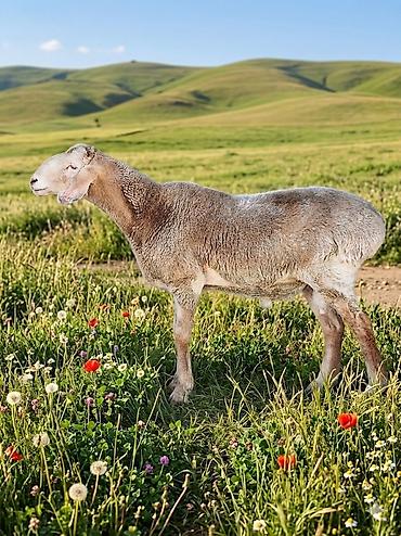 Баран, овца: Продаю | Баран (самец) | Арашан — 10