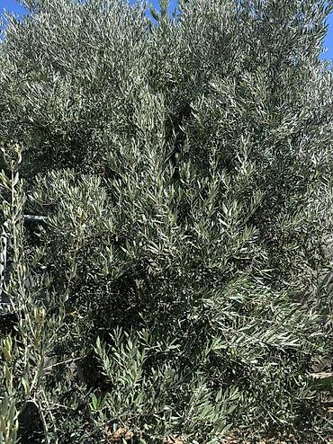 qida məhsullarının topdan satışı: Şüvəlanda həyətimdə tək ağacdır. Yığılır, bitmək üzrədir. Gün ərzində — 4