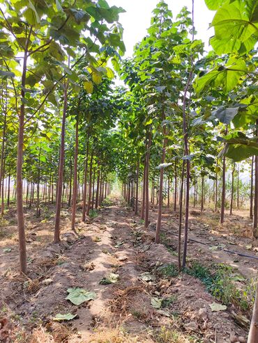 Декоративные деревья: Саженцы деревьев: Павловнии, Платная доставка at lalafo.kg — 18 Декоративные деревья: Саженцы деревьев: Павловнии, Платная доставка — 18