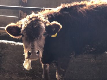 Коровы, быки: Продаю | Бык (самец) | Ангус, Алатауская, Симментальская | На откорм, Для разведения | Осеменитель, Искусственник