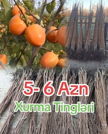 stabilizator ev ucun: Xurma tingləri ev və ya bağ üçün əla seçimdir. İspaniya mənşəli