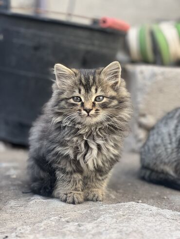 абиссинская кошка: цена: Кошка даром: Беспородная, 1 месяц, Девочка