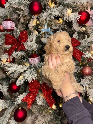 Psi: Pudla, rasa poznata po svojoj visokoj inteligenciji, eleganciji i na lalafo.rs — 7 Psi: Pudla, rasa poznata po svojoj visokoj inteligenciji, eleganciji i — 7
