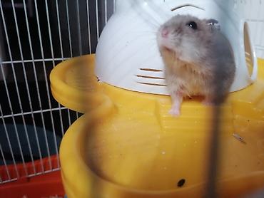 Heyvanlar üçün mallar: Xamyak üçün tam dəst qəfəs HAMSTERLE BIRLIKDE. Zabratdan götürülmə — 5
