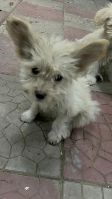 Продажа собак: 3 месяца, Самец — 3