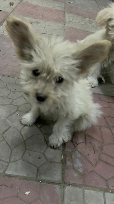 Продажа собак: 3 месяца, Самка — 7