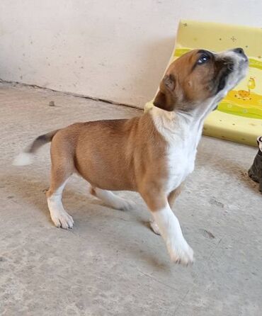 Psi: Na prodaju štenci Američkog staforda,oštenjeni 24.januara,očišćeni od na lalafo.rs — 3 Psi: Na prodaju štenci Američkog staforda,oštenjeni 24.januara,očišćeni od — 3