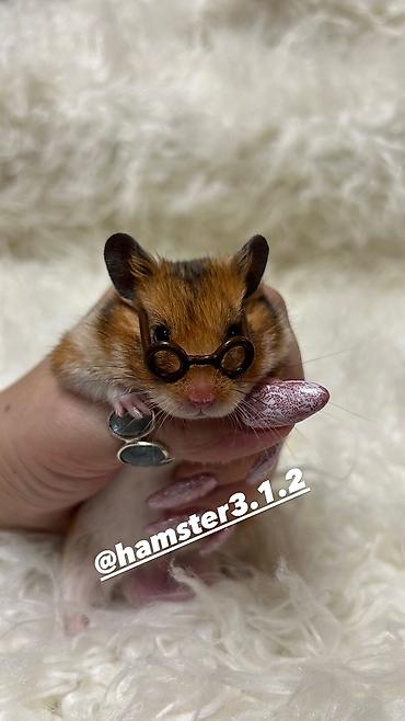 Хомяки: Продаются хомячки джунгарские, сирийские, ангорские пушистые хомячки — 10