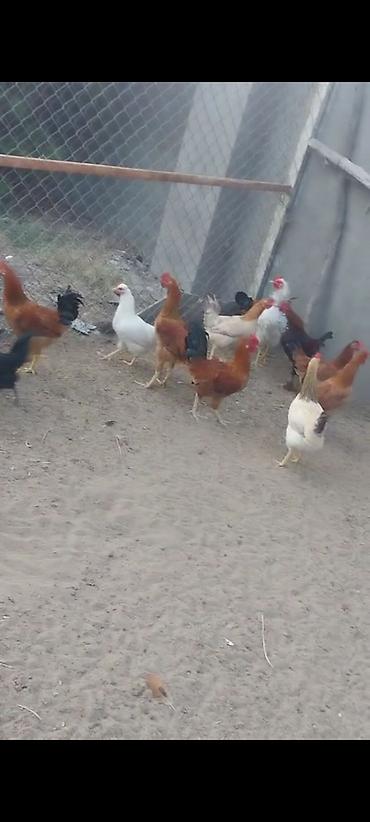 balaken heyvan satisi: Salam hər vaxtınız xeyir olsun Cavan yeni banlayan Xoruzlar satılır — 2