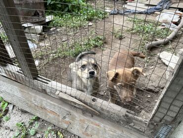 Отдам даром собаку: Собака даром: Дворняжка, 3 месяца, Самец