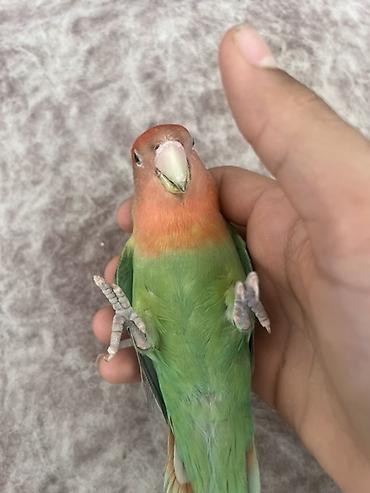 derzi quşu: Məhsul: Cüt “lovebird” (agapornis) tutuquşusu və qəfəs dəsti Təsvir — 3