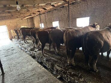 продаю кролятники: Продаю | Бык (самец) | Симментальская | На забой | Привязанные