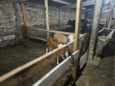 Продажа дач: Продажа дач at lalafo.kg — 6 Продажа дач: Продажа дач — 6