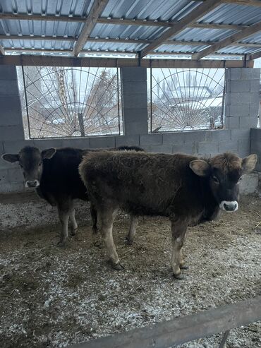 Коровы, быки: Продаю | Тёлка | На откорм, Для разведения, Для молока — 5