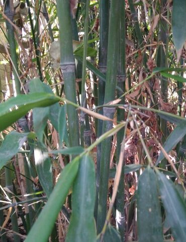 Декоративные деревья: Бамбук для сада и удочек. Саженцы. Идеален для изготовления удочек — 4