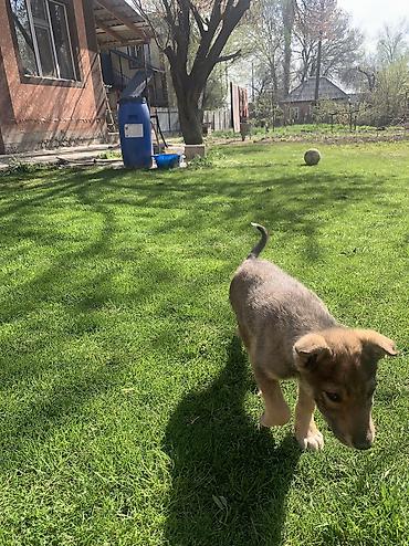 Продажа собак: Лайка, 2 месяца, Самец — 10