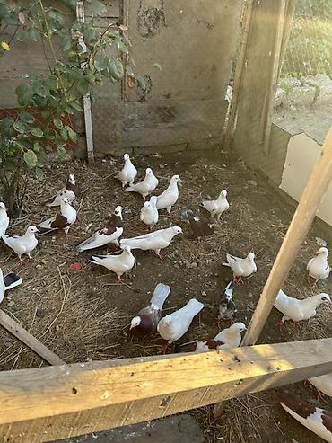 goyercin hini: Salam hamsi 4 cut quwdan toremedi tergzlr 32 dene heyvandi tek satlmr — 6