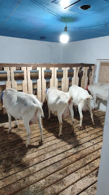 Keçi, çəpiş: Sanen keçiləri satılır. Çəkilisdə heç bir effekt istifadə edilməyib — 19