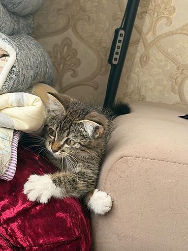 котёнок в добрые руки: 2 месяца, Девочка, Приучена к лотку — 2