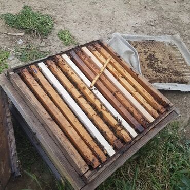 ana arı satışı 2023: Yewik polnu dolu aridi srocnu 180manata yewikle birlikde