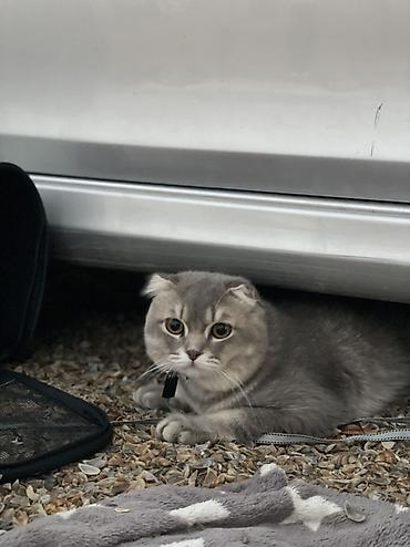 Pişiklər: Şotland yastı qulaq, Erkək — 1
