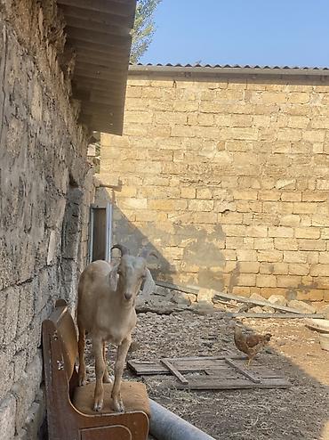 keci heyvan: 2 Erkek keçi satılır!!! Cütü 850 aZndir. Əlaqə; 055-987-87-67 — 2