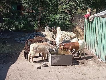 цена пони: Продаю | Коза (самка), Козёл (самец), Козлёнок | Полукровка, Зааненская | На забой, Для разведения, Для молока | Племенные, Осеменитель — 2