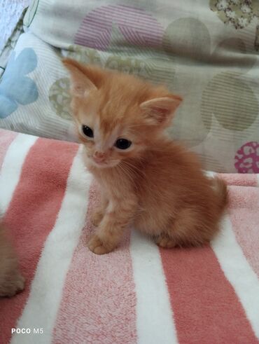 кошка с разными глазами: 1 месяц, Мальчик