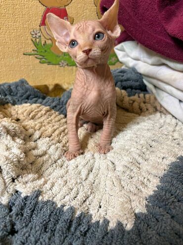 Pişiklər: Sfinks, Erkək, Dişi, Yaxşı əllərə, Ünvandan götürmə, Pulsuz çatdırılma, Ödənişli çatdırılma — 11