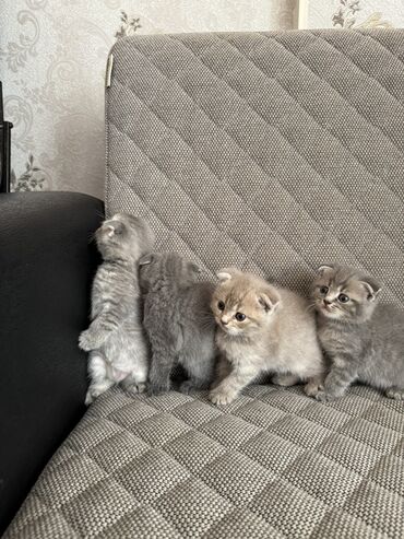 iran pişiyi: Şotland yastı qulaq, Erkək, Dişi